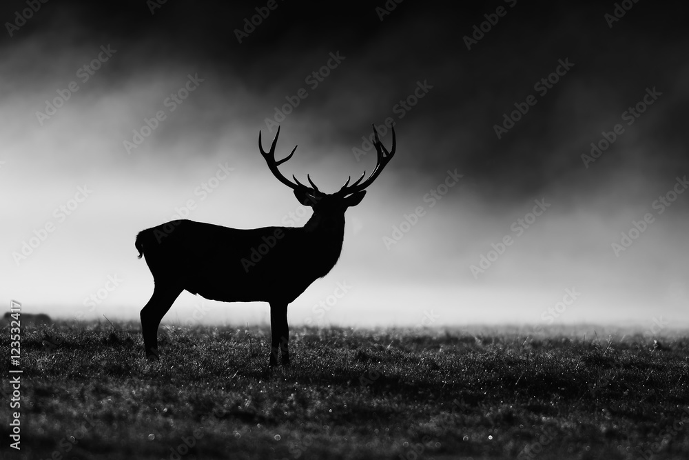 Obraz Kwadryptyk Red deer in black and white ,