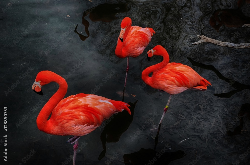 Obraz Tryptyk Flamingos 3