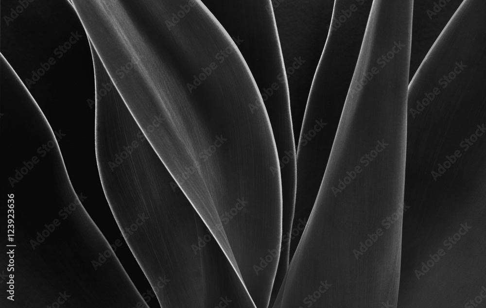 Obraz Tryptyk Dancing Agave