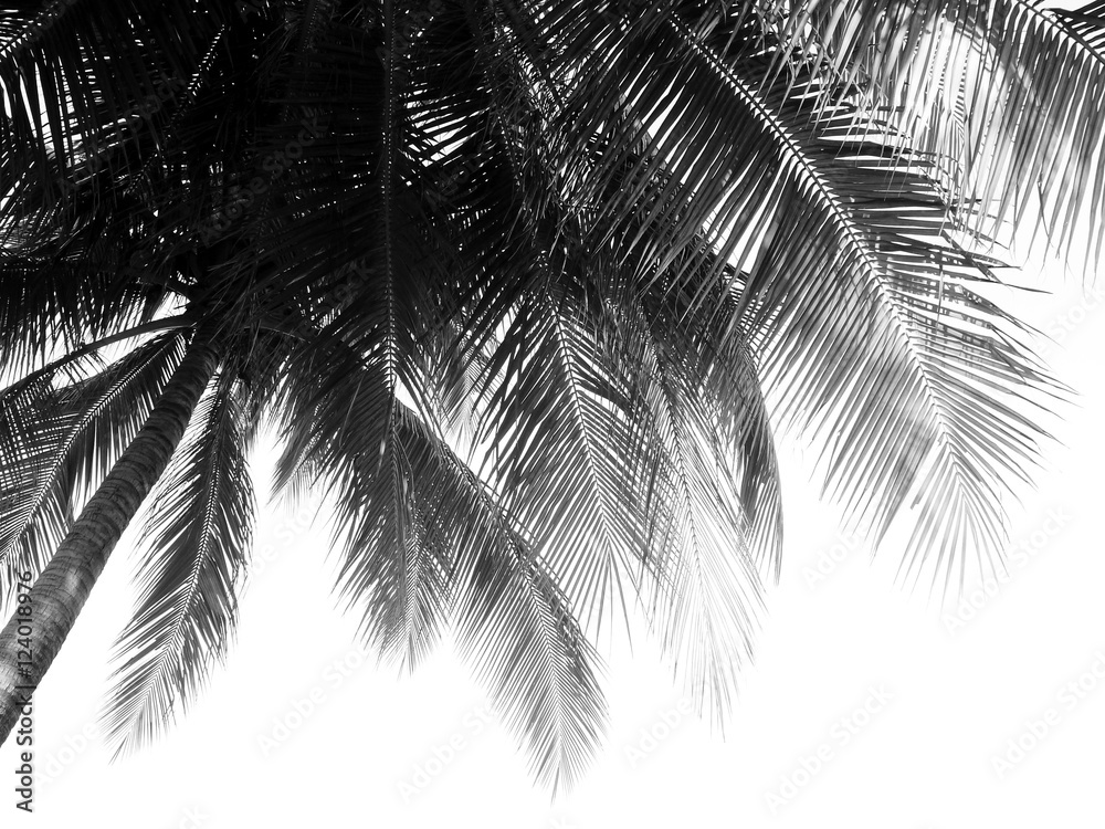 Obraz Pentaptyk beautiful palms leaf on white