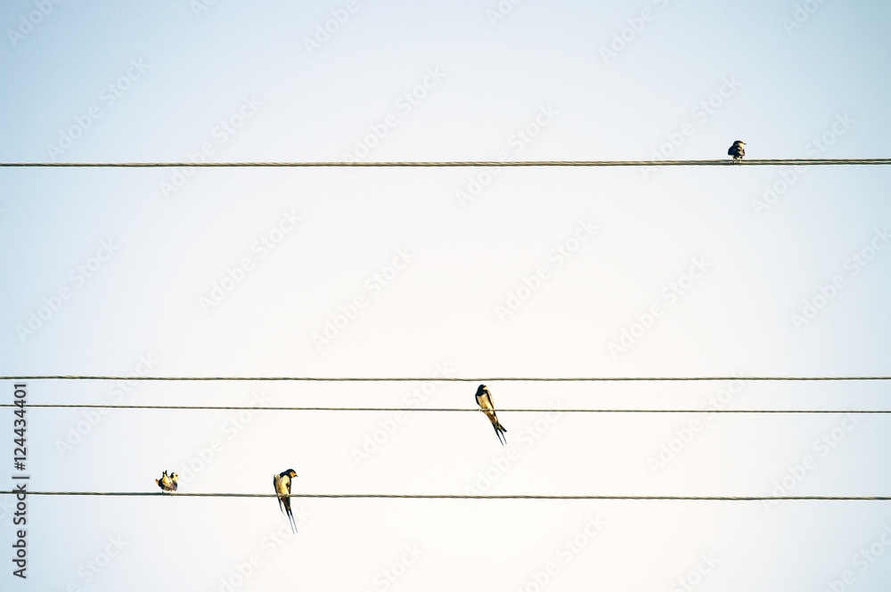 Obraz Tryptyk Birds Tits sitting on wires