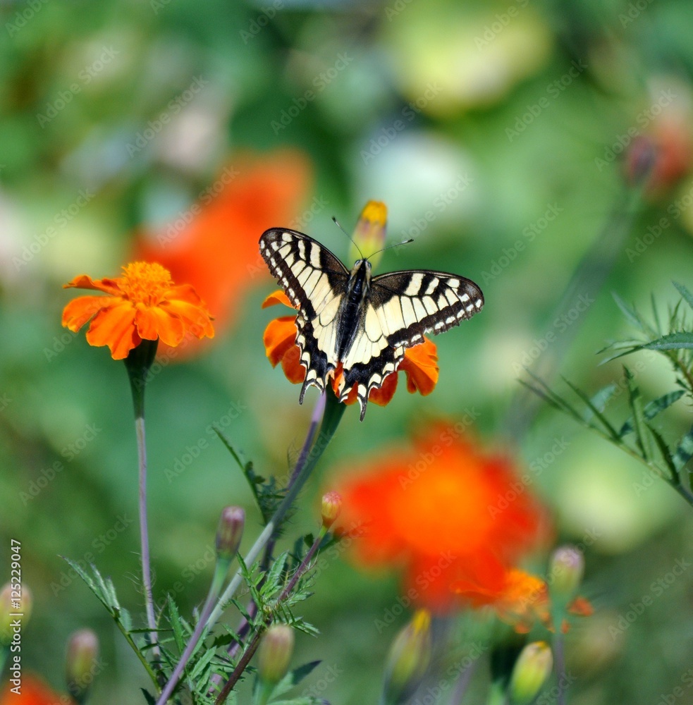 Obraz Tryptyk butterfly on flower