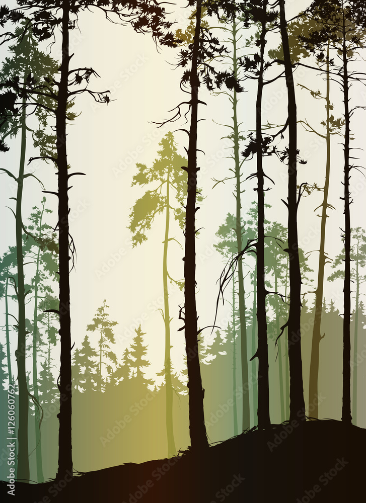 Obraz Dyptyk Pine forest