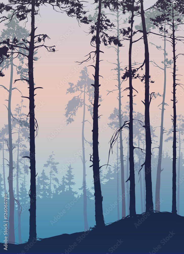 Obraz Tryptyk Pine forest