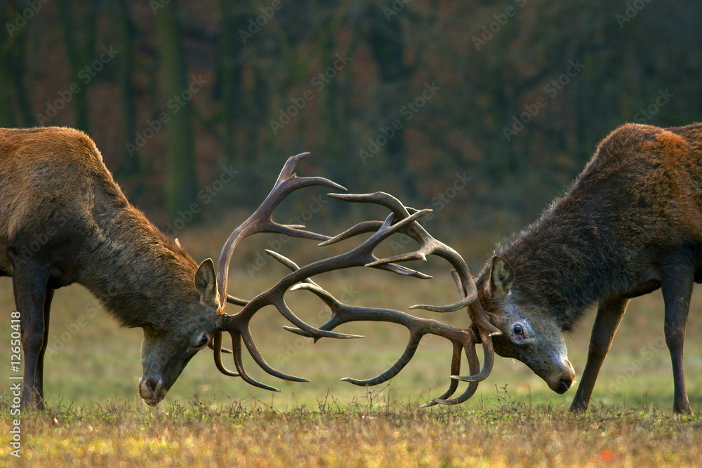 Obraz Pentaptyk Red deer fight