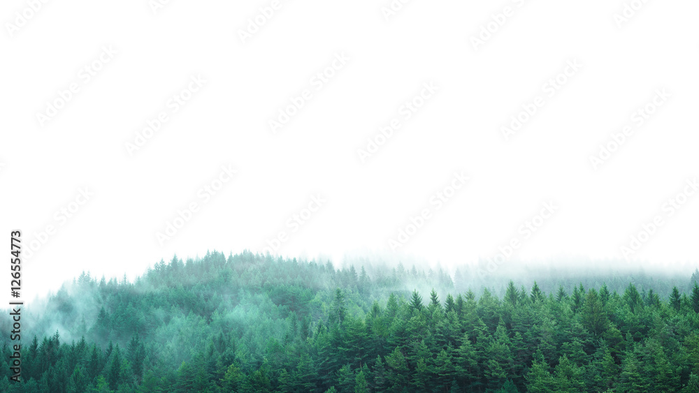 Obraz na płótnie green forest with clear blank