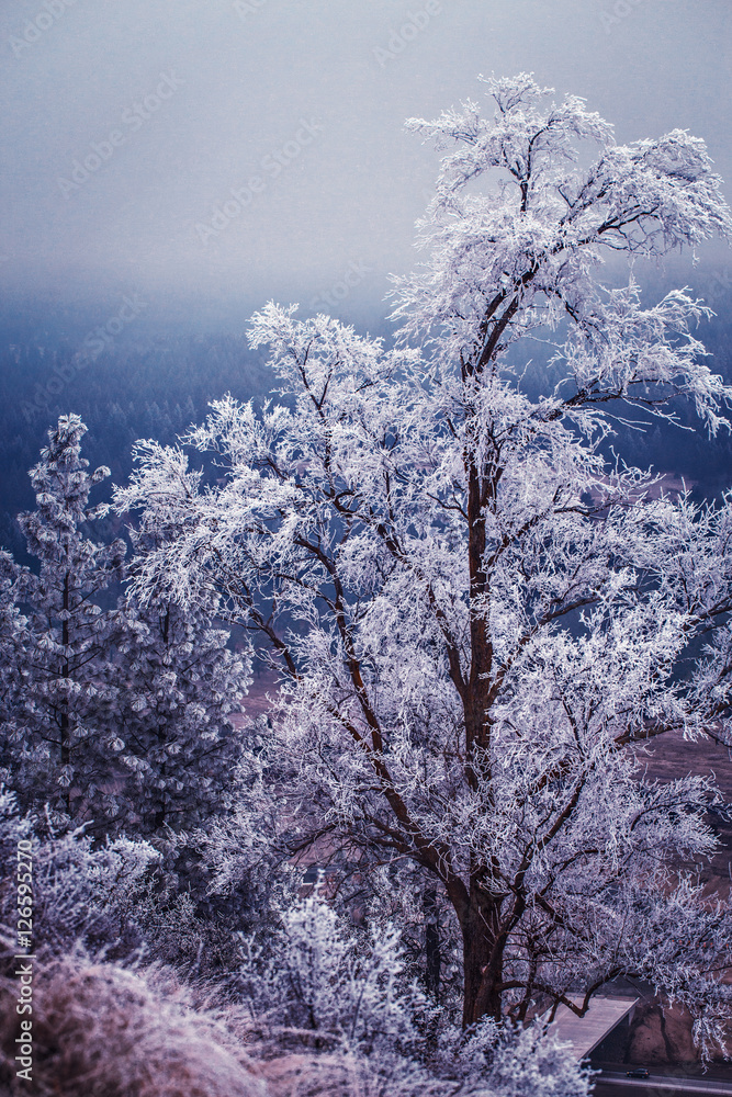 Obraz Tryptyk Winter and frost on trees in