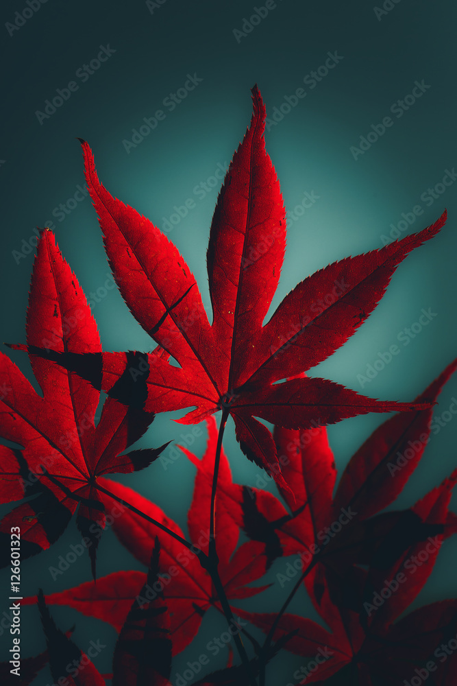 Obraz Tryptyk Japanese maple tree in crimson