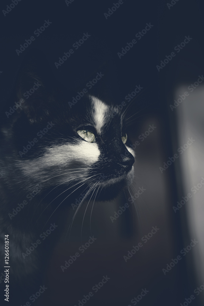 Obraz Pentaptyk Portrait of a black cat