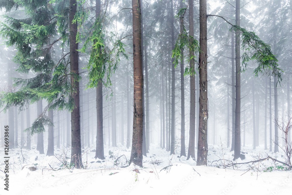 Obraz Tryptyk Wald im Winter