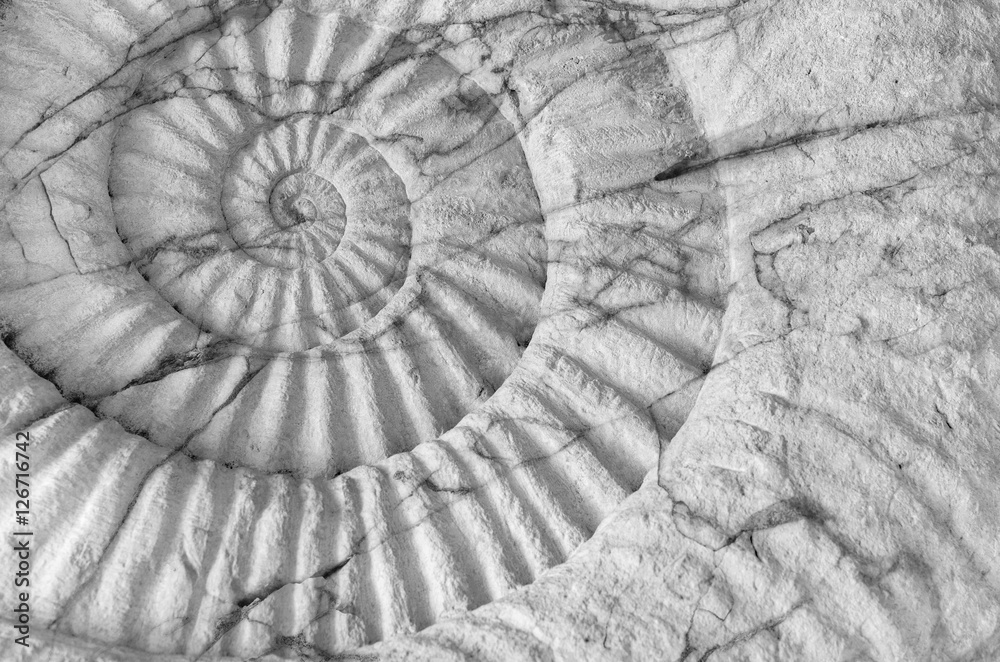 Fototapeta ammonite prehistoric fossil