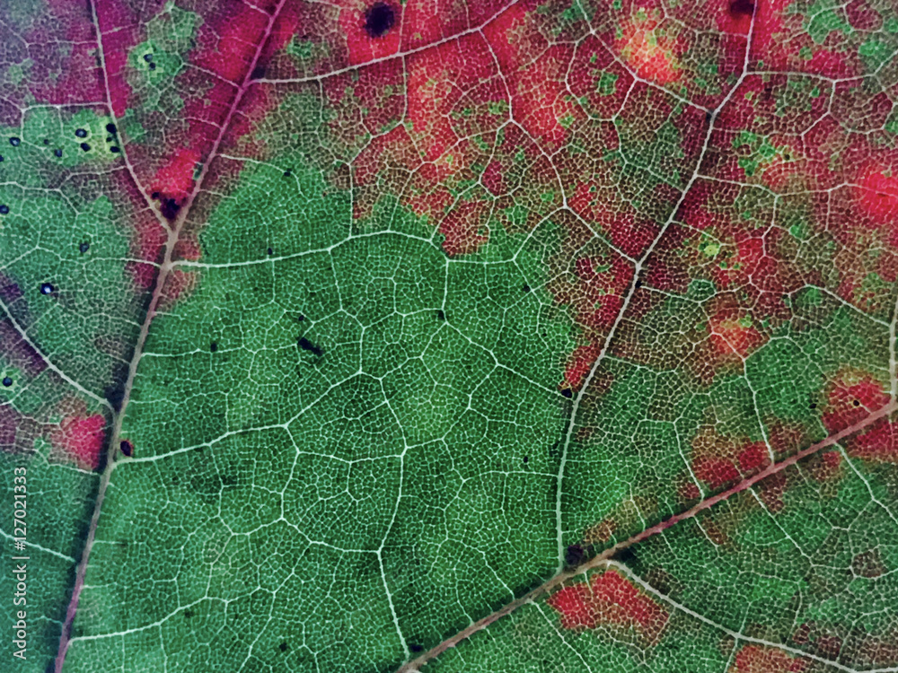 Fototapeta Leaves in Fall Season Color