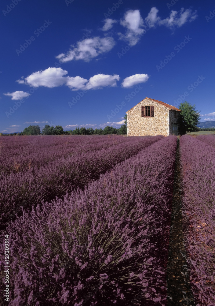 Obraz Kwadryptyk lavender fields provence