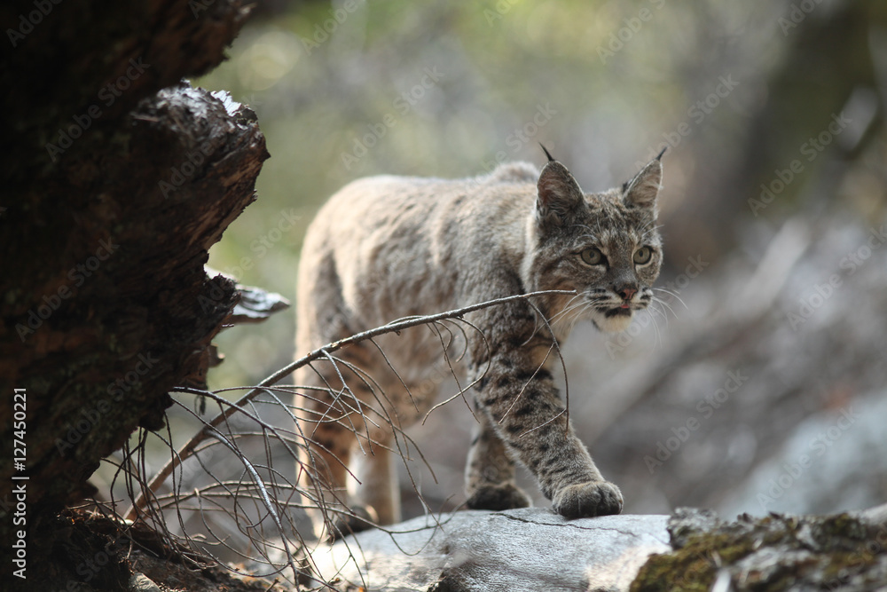 Obraz Tryptyk Bobcat hunting
