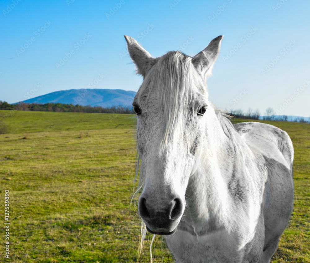 Obraz Dyptyk beautiful white horse grazing