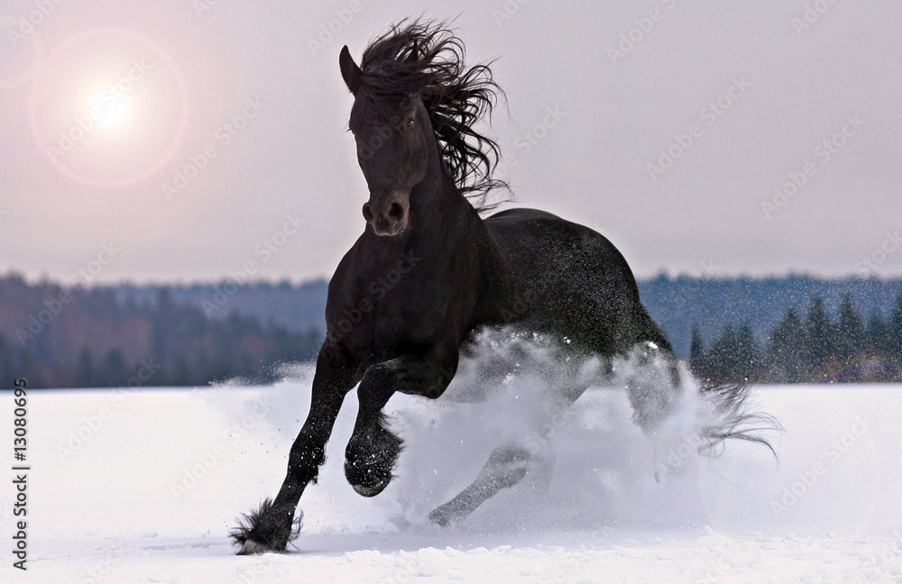 Obraz Tryptyk Frisian horse on snow
