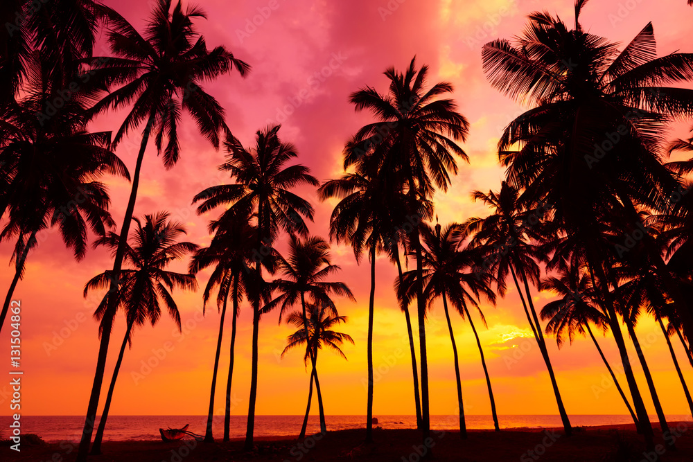 Fototapeta Palm trees silhouettes on