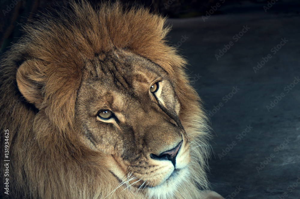 Fototapeta close-up of an African lion