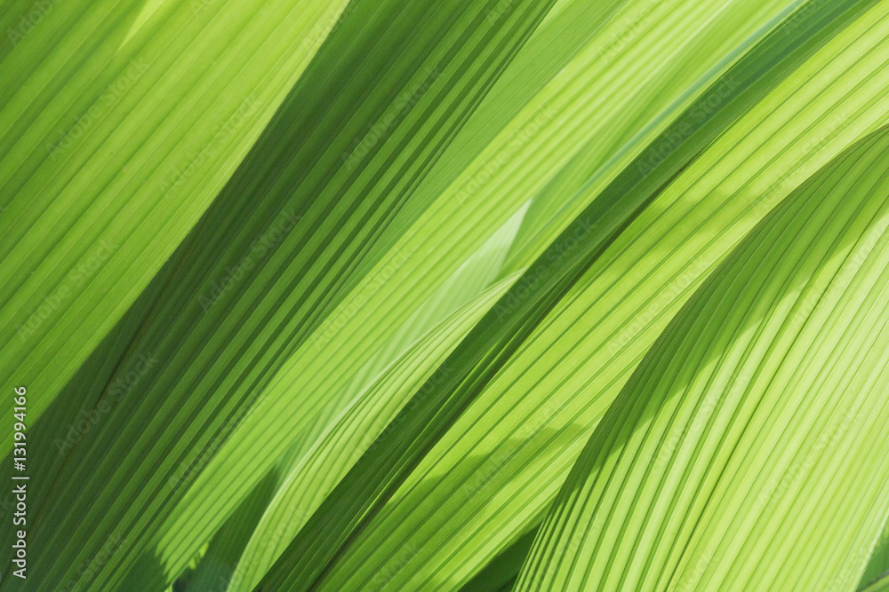 Fototapeta greenery background abstract