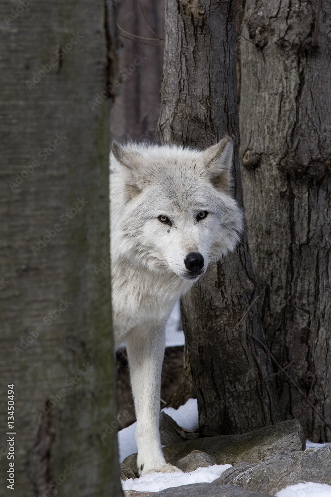 Obraz Tryptyk Timber Wolf
