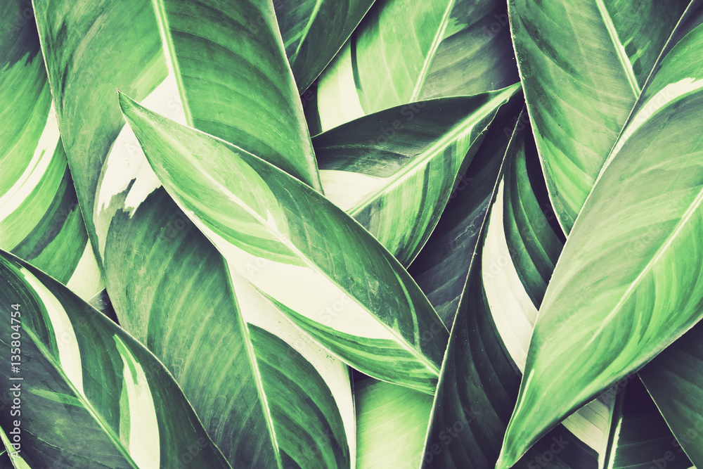 Obraz Tryptyk Fresh tropical Green leaves