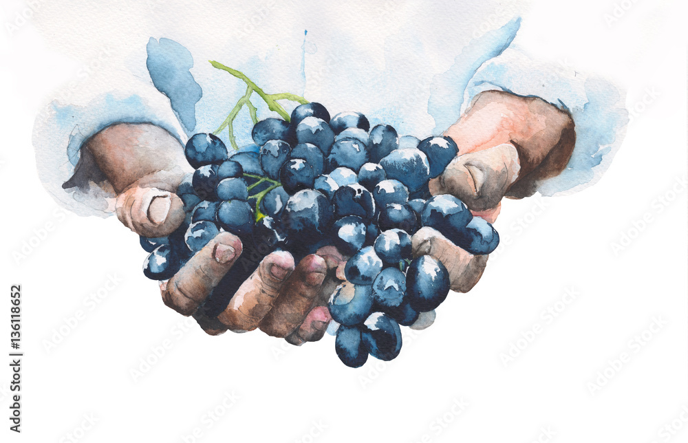 Obraz na płótnie Grapes in hands watercolor