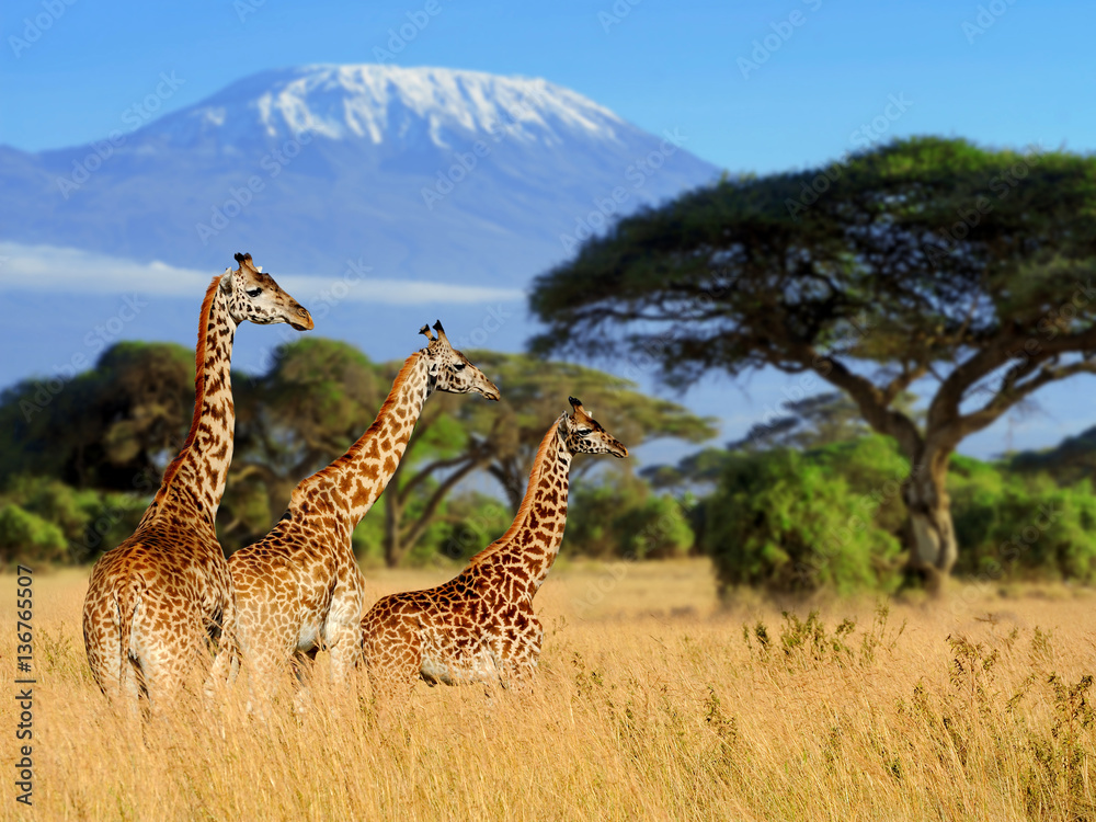 Fototapeta Three giraffe on Kilimanjaro
