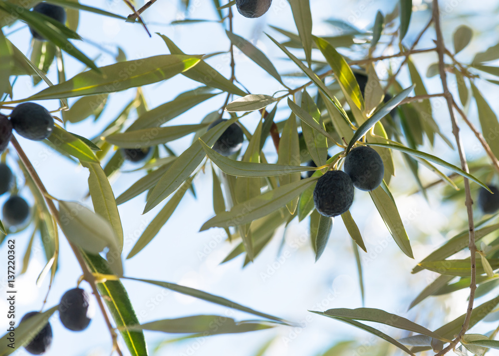 Fototapeta Olives hanging on a trees in