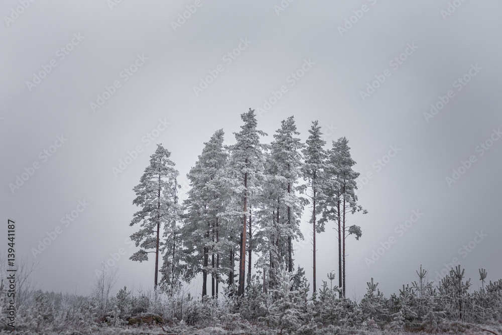 Obraz na płótnie Island of trees in winter
