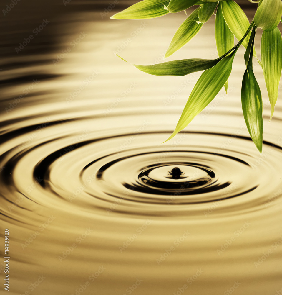 Obraz Tryptyk Fresh bamboo leaves over water