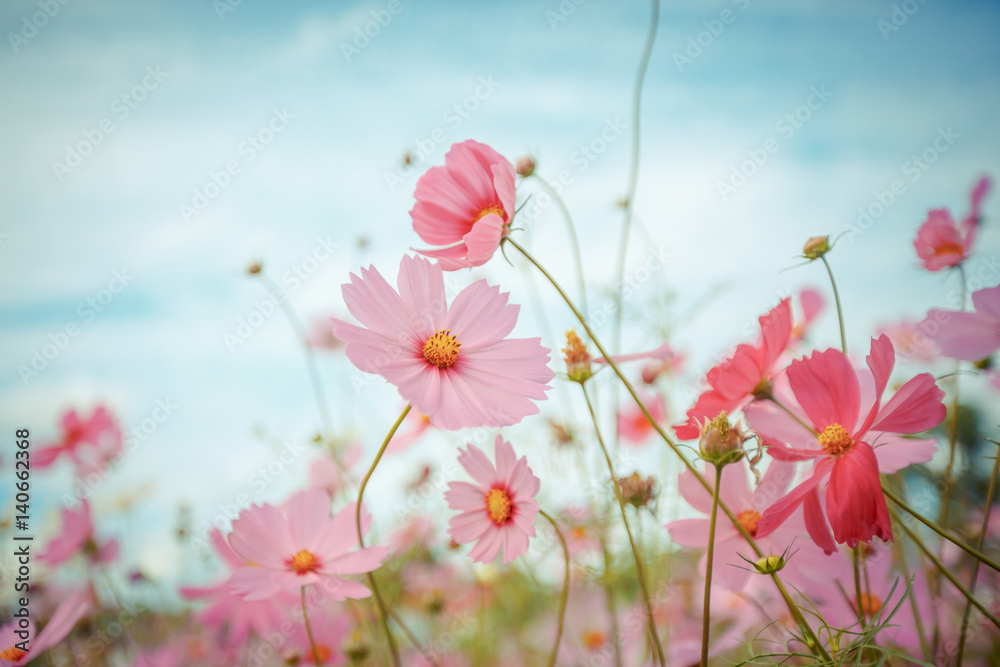 Obraz Pentaptyk Cosmos flower blossom in