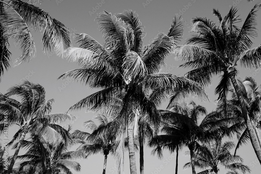 Fototapeta Black and White Palm Trees in