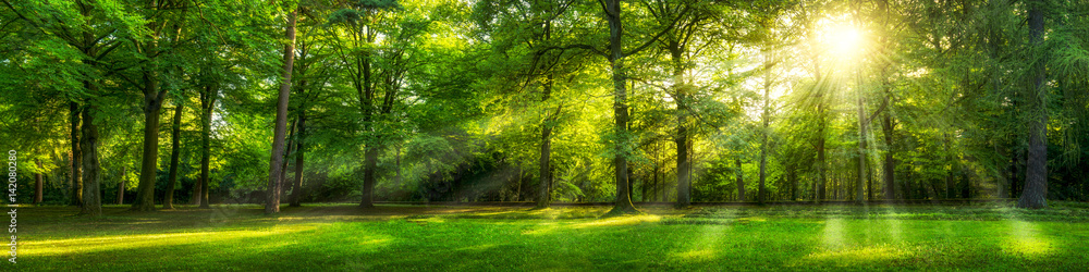 Obraz Kwadryptyk Grünes Wald Panorama im Sommer