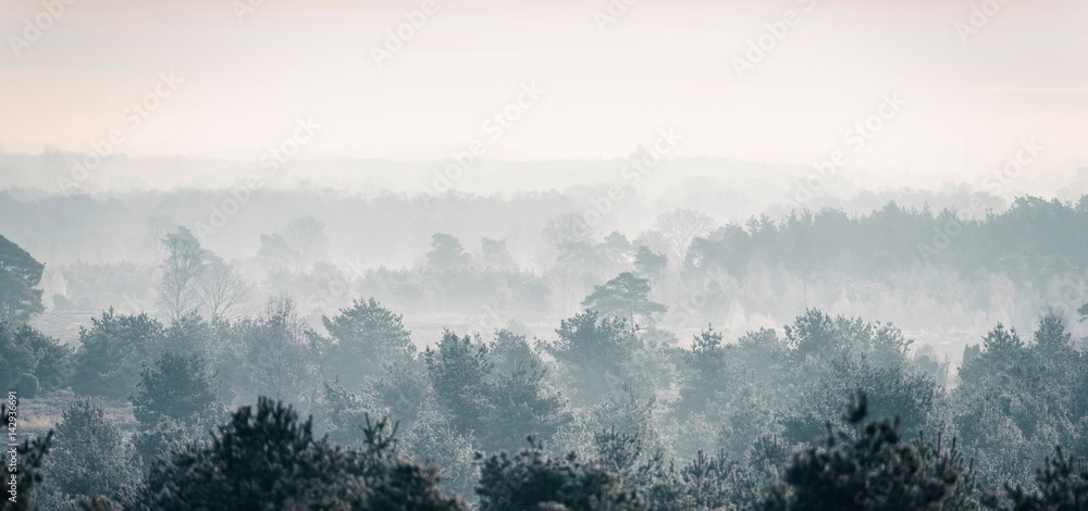 Fototapeta Pine winter forest in mist.
