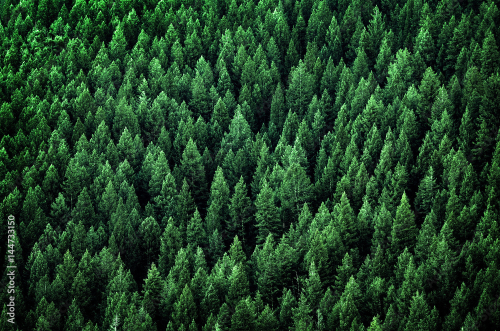 Fototapeta Forest of Pine Trees in