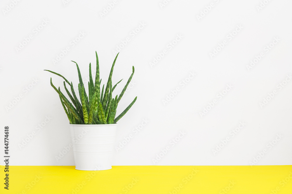 Obraz Tryptyk House plant on yellow shelf.