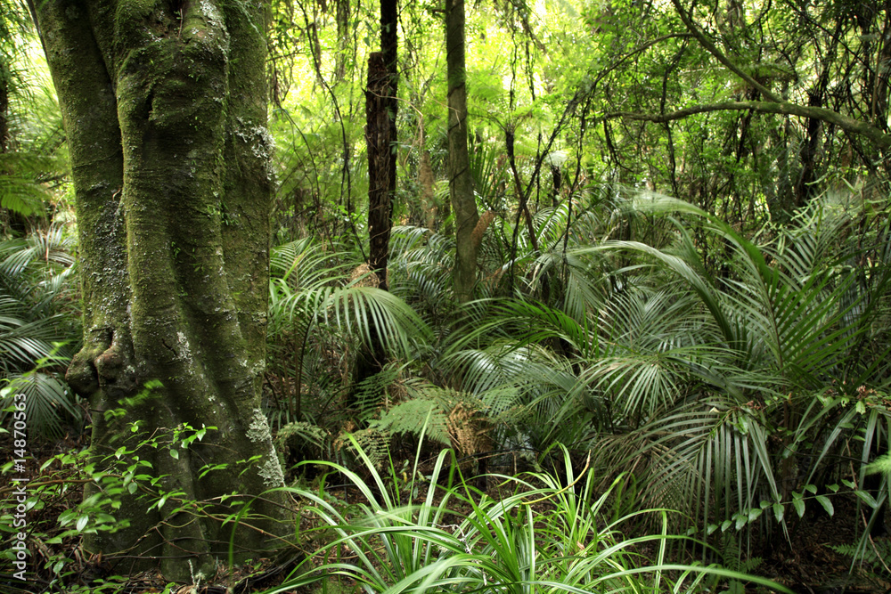 Obraz Pentaptyk Tropical forest