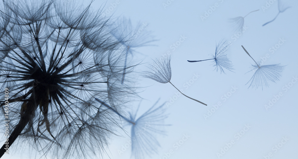 Obraz na płótnie Dandelion silhouette fluffy