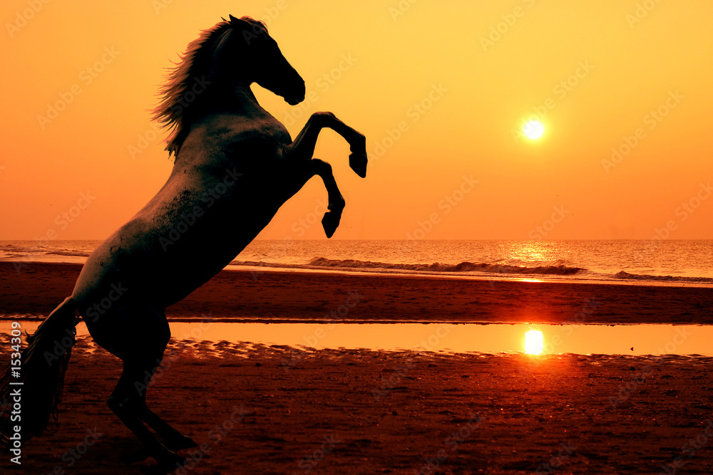 Obraz Pentaptyk rearing horse at sunset