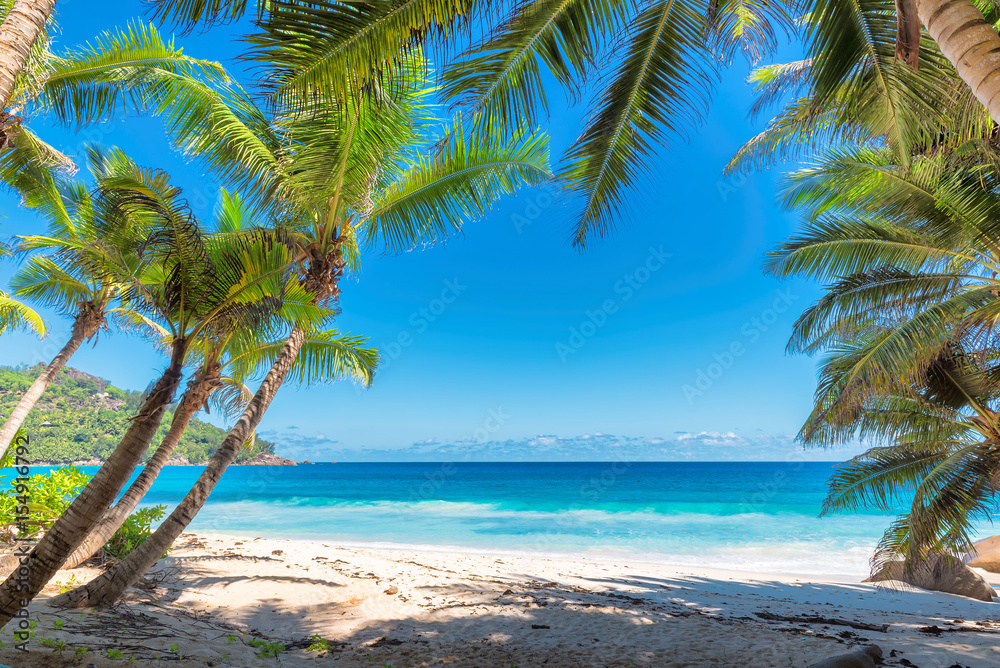 Obraz Tryptyk Palm trees on tropical beach.
