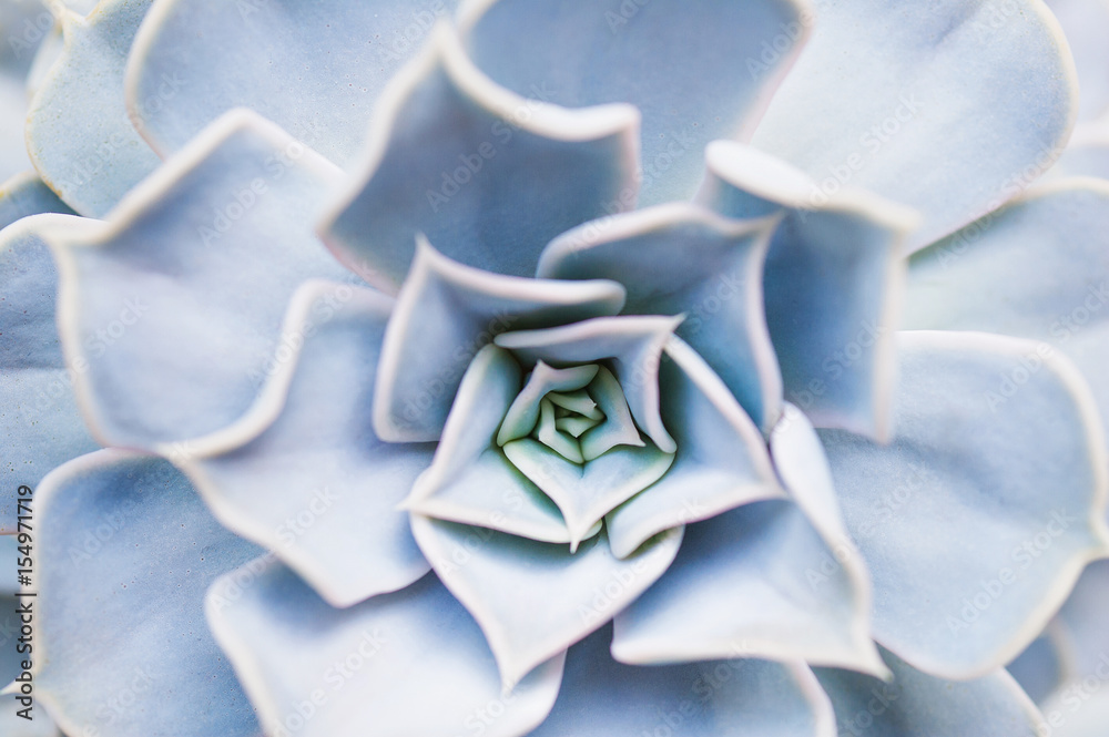 Obraz Tryptyk Close up of cactus plant