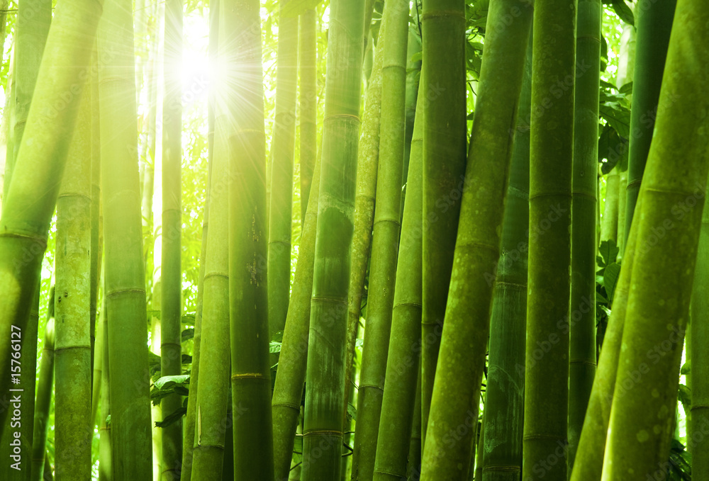 Obraz Tryptyk Bamboo forest.