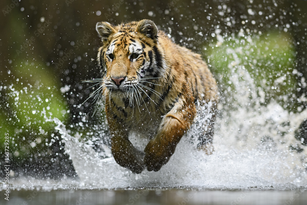 Fototapeta Siberian Tiger hunting in the