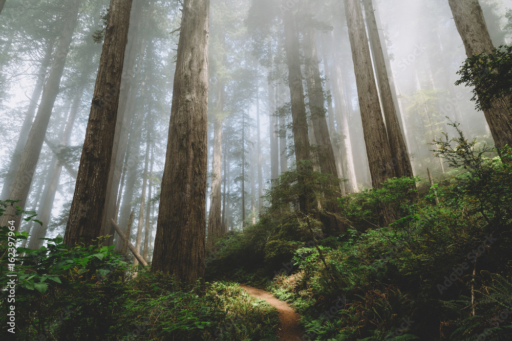 Fototapeta Northern California - Redwoods