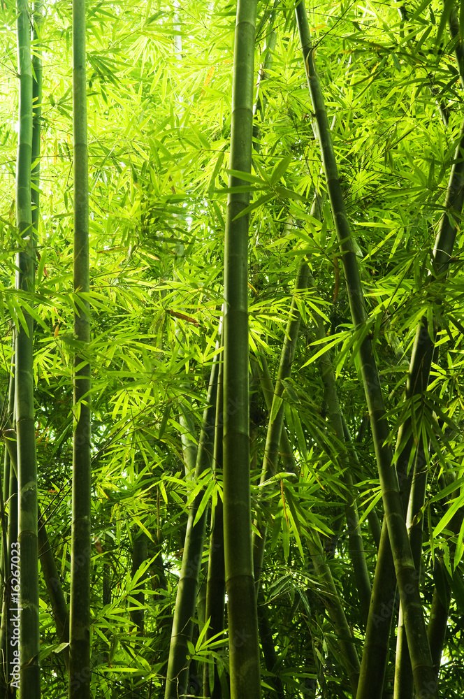 Obraz Pentaptyk Bamboo forest