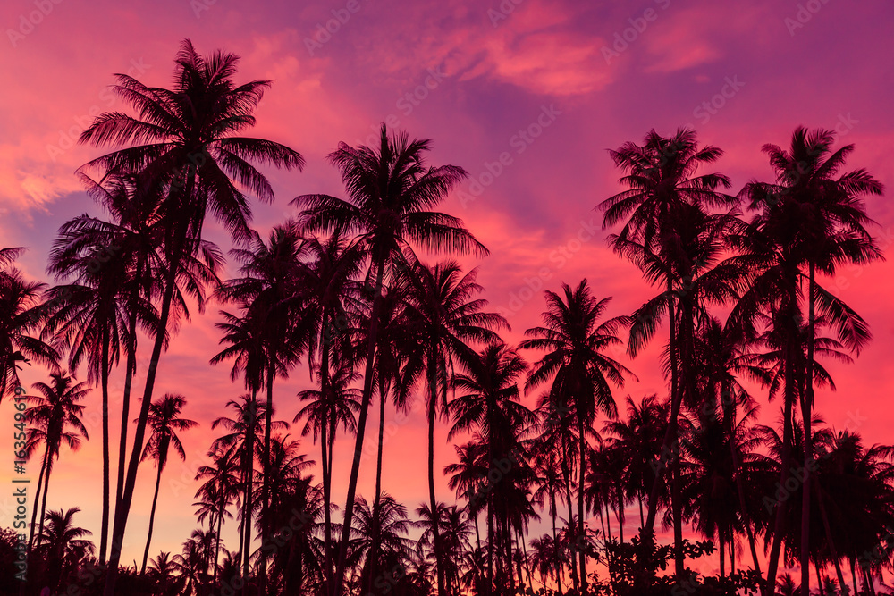 Fototapeta Silhouette of coconut trees