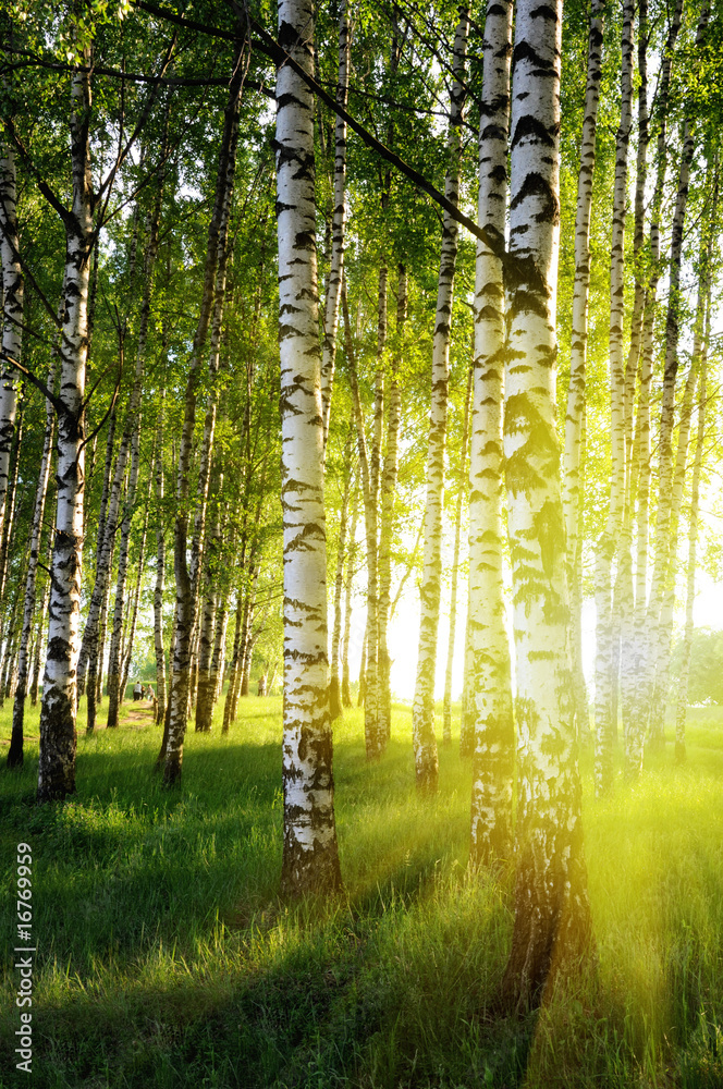 Obraz Pentaptyk birch trees in a summer forest