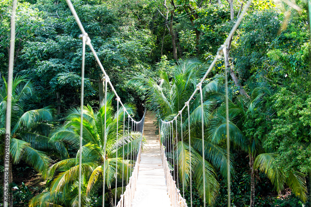 Fototapeta Jungle rope bridge hanging in