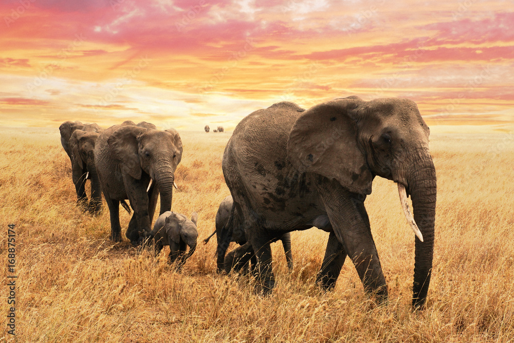 Fototapeta Familie Elefanten auf Pfad in