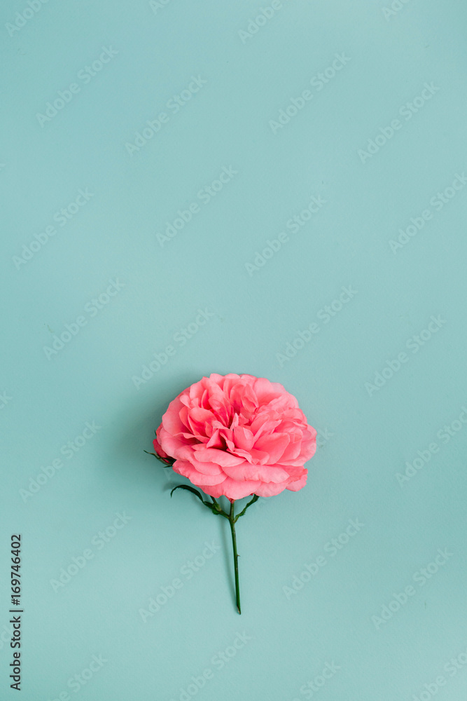 Obraz Dyptyk Beautiful pink rose flower on